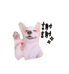 いプリン犬_犬（個別スタンプ：6）