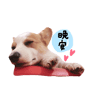 いプリン犬_犬（個別スタンプ：7）