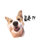 いプリン犬_犬（個別スタンプ：8）