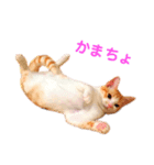 L O V E C A T S 2（個別スタンプ：1）