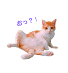 L O V E C A T S 2（個別スタンプ：4）