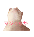 L O V E C A T S 2（個別スタンプ：5）