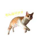 L O V E C A T S 2（個別スタンプ：6）