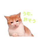 L O V E C A T S 2（個別スタンプ：7）