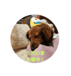 一言コメント～（個別スタンプ：6）