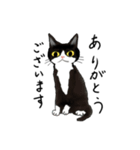 やんちゃ猫会話（個別スタンプ：1）