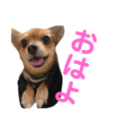 あたちのmix犬2（個別スタンプ：1）