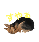 あたちのmix犬2（個別スタンプ：2）