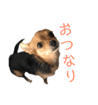 あたちのmix犬2（個別スタンプ：3）