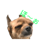 あたちのmix犬2（個別スタンプ：4）