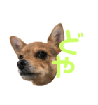 あたちのmix犬2（個別スタンプ：5）
