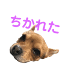 あたちのmix犬2（個別スタンプ：6）