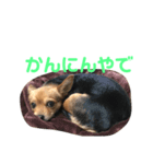 あたちのmix犬2（個別スタンプ：7）