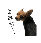 あたちのmix犬2（個別スタンプ：8）