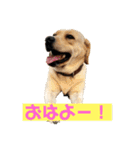 宮古島ラブラドールズ『ヌーイ＆クーネ』（個別スタンプ：1）