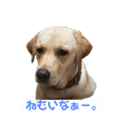 宮古島ラブラドールズ『ヌーイ＆クーネ』（個別スタンプ：4）