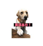 宮古島ラブラドールズ『ヌーイ＆クーネ』（個別スタンプ：5）