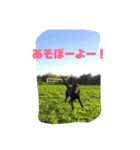 宮古島ラブラドールズ『ヌーイ＆クーネ』（個別スタンプ：8）