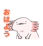 シュールなウーパールーパーさんズ（個別スタンプ：1）