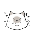 シャム猫のゆるっとスタンプ（個別スタンプ：13）