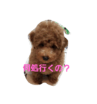 ちゃっぴー君（個別スタンプ：1）