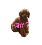 ちゃっぴー君（個別スタンプ：3）