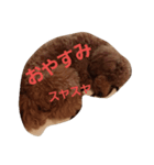 ちゃっぴー君（個別スタンプ：5）