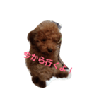 ちゃっぴー君（個別スタンプ：6）