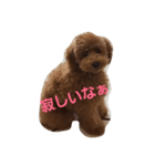 ちゃっぴー君（個別スタンプ：7）