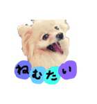 うちのポメラニアン、ニコ（個別スタンプ：1）