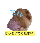うちのポメラニアン、ニコ（個別スタンプ：2）