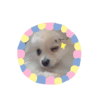 うちのポメラニアン、ニコ（個別スタンプ：5）