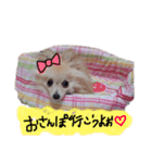 うちのポメラニアン、ニコ（個別スタンプ：7）