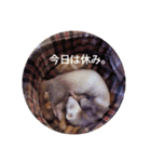 わが家のフェレット（個別スタンプ：3）