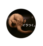 わが家のフェレット（個別スタンプ：5）