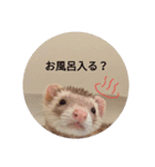 わが家のフェレット（個別スタンプ：6）