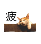 ねこのホタテちゃん（個別スタンプ：1）
