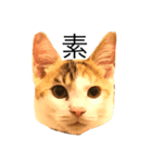ねこのホタテちゃん（個別スタンプ：2）