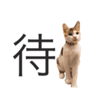 ねこのホタテちゃん（個別スタンプ：3）