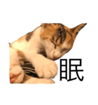 ねこのホタテちゃん（個別スタンプ：4）