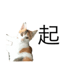 ねこのホタテちゃん（個別スタンプ：6）