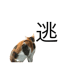 ねこのホタテちゃん（個別スタンプ：7）