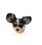 愛しの小虎ちゃん（個別スタンプ：1）