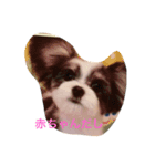 愛しの小虎ちゃん（個別スタンプ：8）