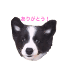 ボーダーコリーのチロルさん（個別スタンプ：1）