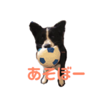 ボーダーコリーのチロルさん（個別スタンプ：2）