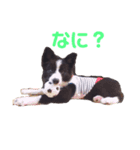 ボーダーコリーのチロルさん（個別スタンプ：3）