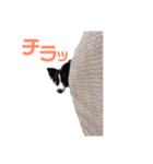 ボーダーコリーのチロルさん（個別スタンプ：5）