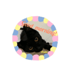 猫スタンプ5匹ver【毎日使える日常編】（個別スタンプ：2）