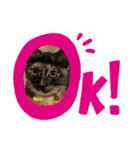 猫スタンプ5匹ver【毎日使える日常編】（個別スタンプ：3）